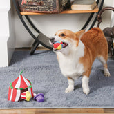 Dog playing with HugSmart Happy Circus Hide and Seek Interactive Plush Dog Toy set.